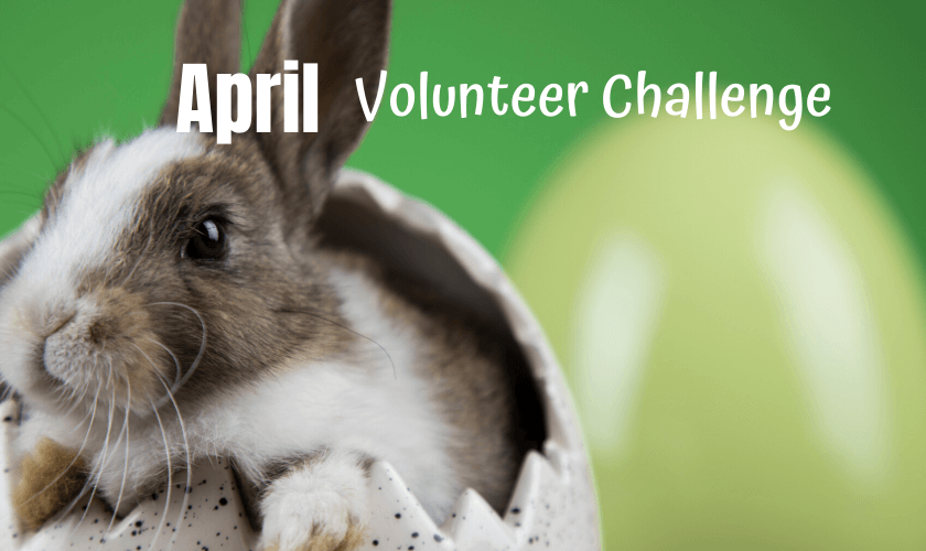 This April Volunteer Challenge focuses on giving kids a way to help animals in shelters by making simple blankets to comfort shelter dogs and cats. #shelteranimals #helpanimalshelters #volunteer #doglovers #petadoption